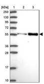 Anti-PDK3 antibody produced in rabbit Prestige Antibodies&#174; Powered by Atlas Antibodies, affinity isolated antibody, buffered aqueous glycerol solution