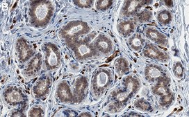 Anti-FABP4 Antibody, clone 1J20 ZooMAb® Rabbit Monoclonal recombinant, expressed in HEK 293 cells