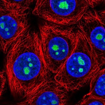 Anti-LLPH antibody produced in rabbit Prestige Antibodies&#174; Powered by Atlas Antibodies, affinity isolated antibody