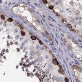 Anti-HSP90AB1 antibody produced in rabbit Prestige Antibodies&#174; Powered by Atlas Antibodies, affinity isolated antibody