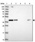 Anti-RBM4 antibody produced in rabbit Prestige Antibodies&#174; Powered by Atlas Antibodies, affinity isolated antibody, buffered aqueous glycerol solution