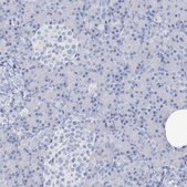Anti-SGO2 antibody produced in rabbit Prestige Antibodies&#174; Powered by Atlas Antibodies, affinity isolated antibody, buffered aqueous glycerol solution