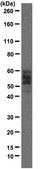 Anti-EMMPRIN [CD147] Antibody, clone 1S9-2A clone 1S9-2A, from mouse