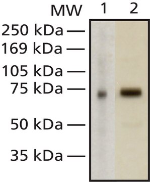 Anti-MeCP2 antibody, Mouse monoclonal clone Men-8, purified from hybridoma cell culture