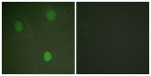 Anti-MYC antibody produced in rabbit affinity isolated antibody