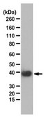 Anti-Oligodendrocyte transcription factor 2 (OLIG2 Antibody) serum, from guinea pig