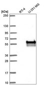 Anti-CERK antibody produced in rabbit Prestige Antibodies&#174; Powered by Atlas Antibodies, affinity isolated antibody