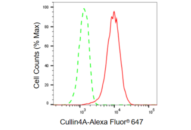 KD-Validated Anti Cullin4A Antibody, clone 23GB790, Rabbit Monoclonal clone 23GB790, recombinant rabbit monoclonal, expressed in HEK293 cells