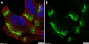 Anti-MCT1/SLC16A1 Antibody, clone 2B21 ZooMAb® Rabbit Monoclonal recombinant, expressed in HEK 293 cells