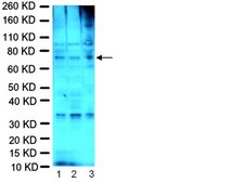 Anti-Fragile X Mental Retardation Protein Antibody, clone 1C3 ascites fluid, clone 1C3, Chemicon&#174;