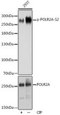 Anti-Phospho-POLR2A-S2 antibody produced in rabbit