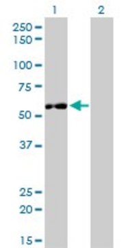 Monoclonal Anti-IMPDH2 antibody produced in mouse clone 1E12-B6, purified immunoglobulin, buffered aqueous solution