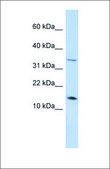 Anti-LEP antibody produced in rabbit affinity isolated antibody