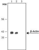 Anti-Mouse IgG (Fc specific)–Peroxidase antibody produced in goat affinity isolated antibody, buffered aqueous solution