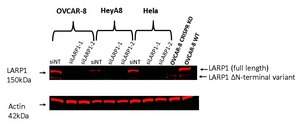 Anti-LARP1 Antibody, clone 3K10 ZooMAb&#174; Rabbit Monoclonal recombinant, expressed in HEK 293 cells