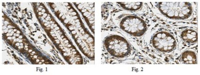 Anti-ApoA4 Antibody from rabbit, purified by affinity chromatography
