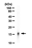 Anti-acetyl-Histone H3 (Lys27) Antibody serum, Upstate&#174;