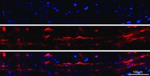 Anti-Iba1/AIF1 Antibody clone 20A12.1, from mouse
