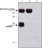 Anti-HMGB1 (HMG1) (C-terminal) antibody produced in rabbit affinity isolated antibody, buffered aqueous solution