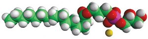 16:0 Lyso PG 1-palmitoyl-2-hydroxy-sn-glycero-3-phospho-(1&#8242;-rac-glycerol) (sodium salt), powder