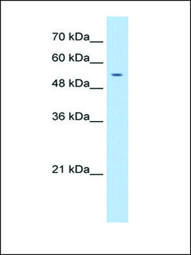 Anti-PRIM1 antibody produced in rabbit IgG fraction of antiserum