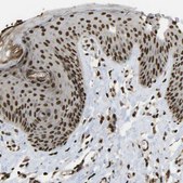 Anti-SPEN antibody produced in rabbit Prestige Antibodies&#174; Powered by Atlas Antibodies, affinity isolated antibody, buffered aqueous glycerol solution