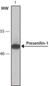Anti-Presenilin-1 (S182) antibody produced in rabbit IgG fraction of antiserum, buffered aqueous solution