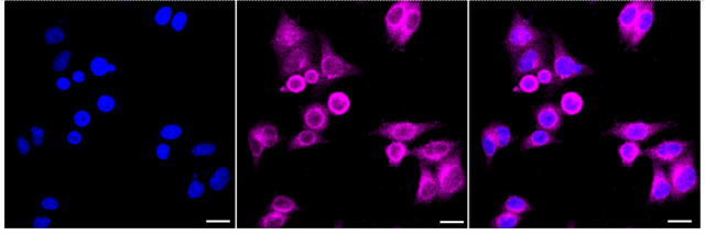 KD-Validated Anti Synaptosome Associated Protein 29 Antibody, clone 24GB1855, Rabbit Monoclonal clone 24GB1855, recombinant rabbit monoclonal, expressed in HEK293 cells