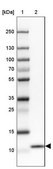 Anti-COX17 antibody produced in rabbit Prestige Antibodies&#174; Powered by Atlas Antibodies, affinity isolated antibody, buffered aqueous glycerol solution