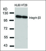 Anti-ITGB3 (Ab-773) antibody produced in rabbit affinity isolated antibody