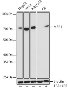 Anti-MSR1 Antibody, clone 10O8B0, Rabbit Monoclonal