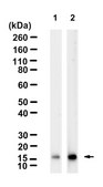 Anti-Ac-Histone H3(Lys27) Antibody, clone 1H7 ZooMAb&#174; Rabbit Monoclonal recombinant, expressed in HEK 293 cells