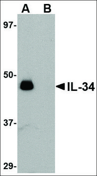 Anti-IL-34 (ab1) antibody produced in rabbit affinity isolated antibody, buffered aqueous solution
