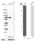 Anti-NFIA antibody produced in rabbit Prestige Antibodies&#174; Powered by Atlas Antibodies, affinity isolated antibody, buffered aqueous glycerol solution