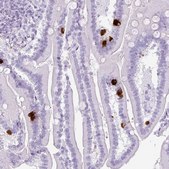 Anti-SCT antibody produced in rabbit Prestige Antibodies&#174; Powered by Atlas Antibodies, affinity isolated antibody, buffered aqueous glycerol solution