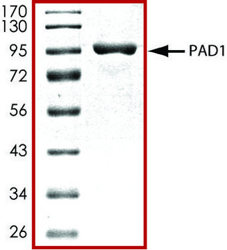 PAD1, GST tagged human recombinant, expressed in baculovirus infected Sf9 cells, &#8805;70% (SDS-PAGE), buffered aqueous glycerol solution