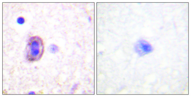 Anti-SEK1 antibody produced in rabbit affinity isolated antibody