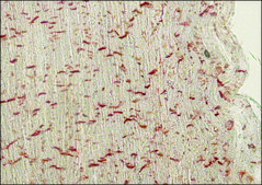 Monoclonal Anti-Pan Cadherin antibody produced in mouse clone CH-19, ascites fluid