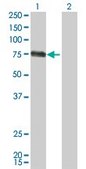 Monoclonal Anti-CSF1 antibody produced in mouse clone 1A9, purified immunoglobulin, buffered aqueous solution