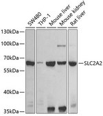Anti-SLC2A2 antibody produced in rabbit