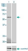 Monoclonal Anti-PRKAA2 antibody produced in mouse clone 1G8, purified immunoglobulin, buffered aqueous solution