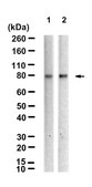 Anti-TBR1 Antibody, clone 1D16 ZooMAb&#174; Rabbit Monoclonal recombinant, expressed in HEK 293 cells