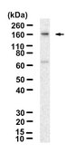 Anti-ATXN2 Antibody, clone 3N14 ZooMAb&#174; Rabbit Monoclonal recombinant, expressed in HEK 293 cells