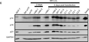 Anti-p16 Antibody, clone D25 clone D25, Chemicon®, from mouse