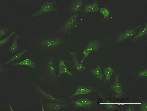 Anti-FNTA antibody produced in mouse purified immunoglobulin, buffered aqueous solution