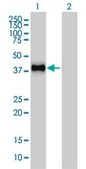 Monoclonal Anti-GRAP2 antibody produced in mouse clone 1G12, purified immunoglobulin, buffered aqueous solution
