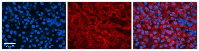 Anti-DHODH (AB2) antibody produced in rabbit affinity isolated antibody
