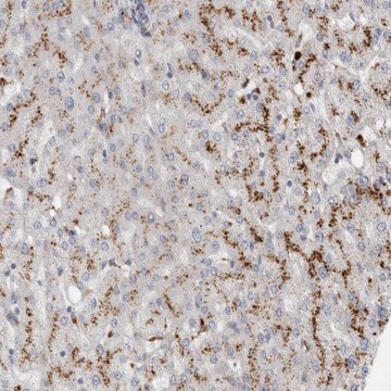 Anti-GAA antibody produced in rabbit Prestige Antibodies&#174; Powered by Atlas Antibodies, affinity isolated antibody, buffered aqueous glycerol solution