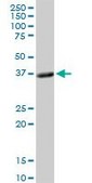 Anti-PLSCR1 antibody produced in rabbit purified immunoglobulin, buffered aqueous solution