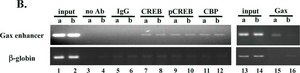 Anti-acetyl-Histone H4 Antibody 1&#160;mg/mL, Upstate&#174;